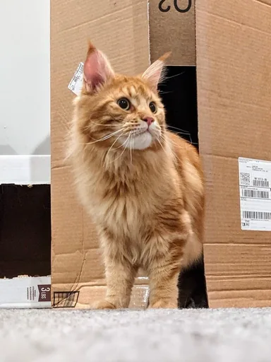 陛下 · 2020-11