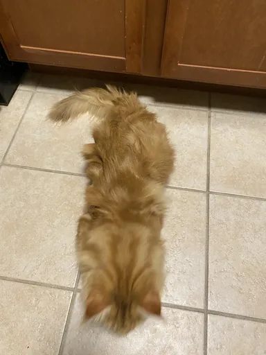陛下 · 2021-02