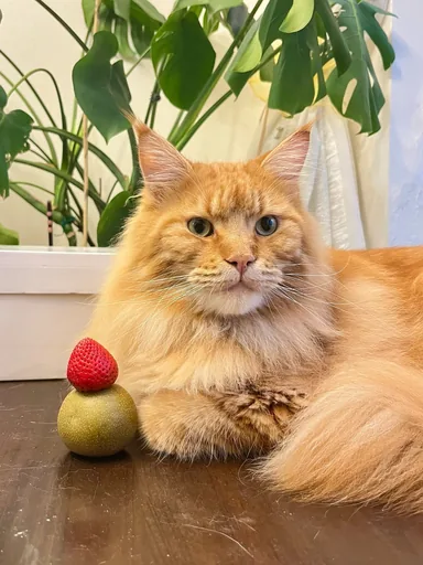 陛下 · 2023-08