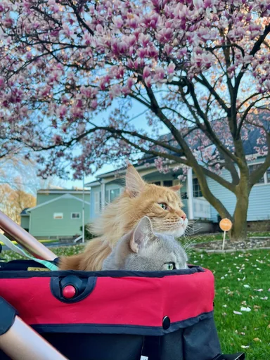 陛下 · 2024-04