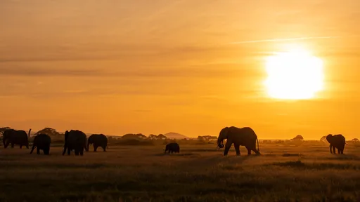 安博塞利国家公园 Amboseli National Park · 2024-01