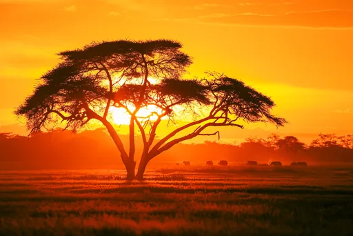 安博塞利国家公园 Amboseli National Park · 2024-01